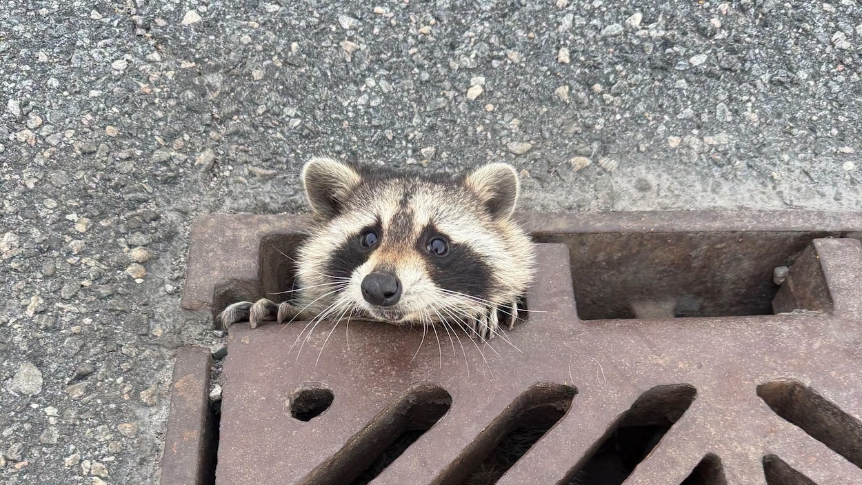 Un raton sauvé d’une bouche d’égout d’autoroute
