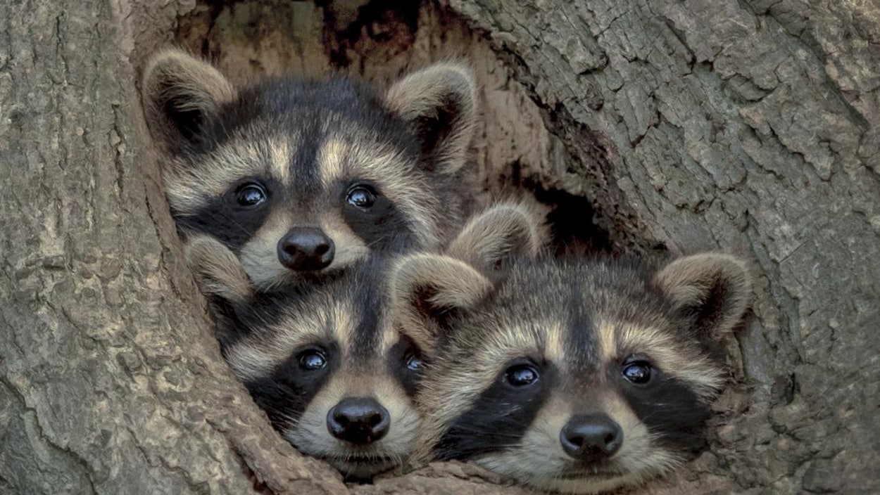 Trois ratons laveurs regardent dehors par un trou dans un arbre.