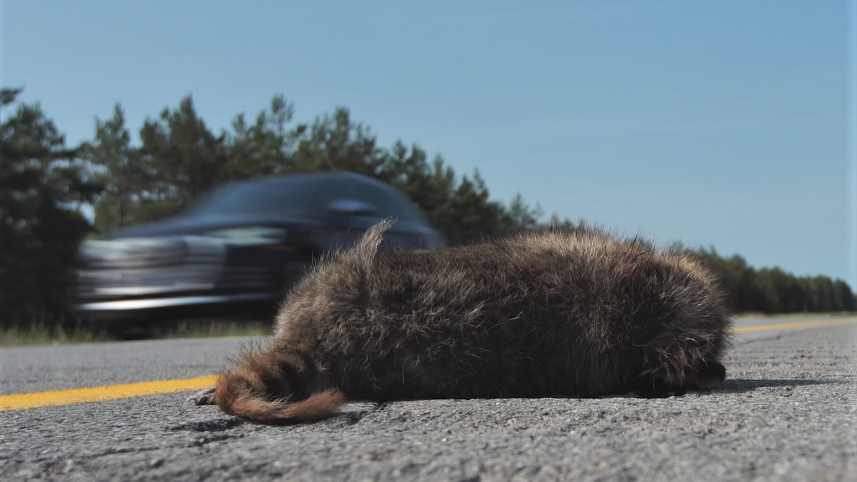 Un raton laveur mort sur l'autoroute. Une voiture passe derrière.