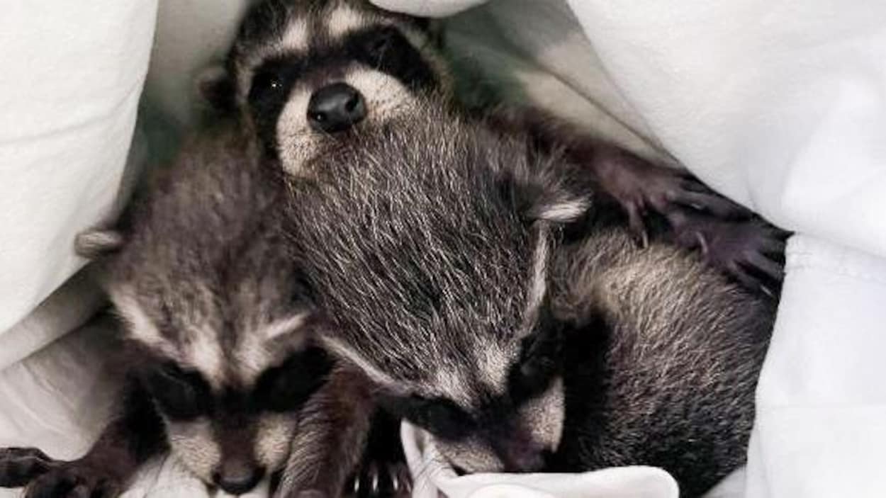 Comment la SPCA sauve 32 ratons laveurs orphelins