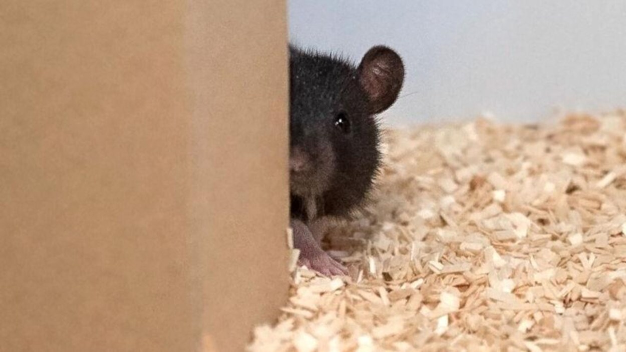 Un rat se cache dernière une structure.