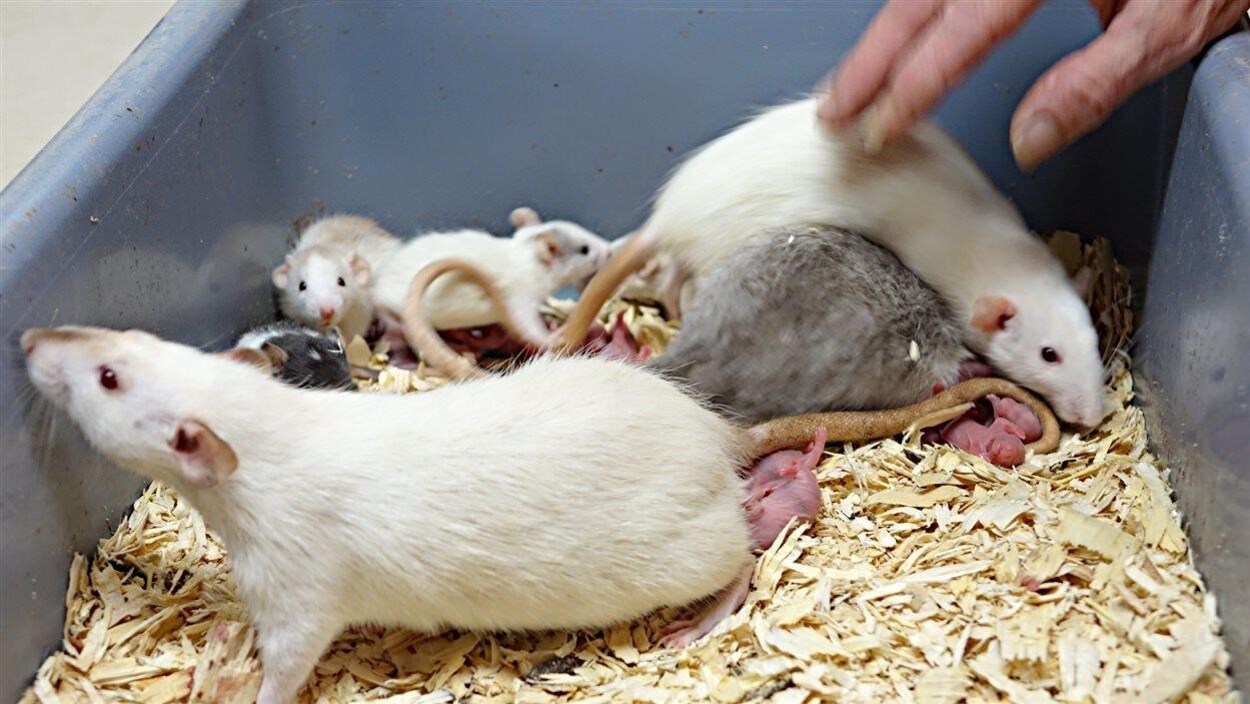 Plusieurs portées de rats peuvent vivre un certain temps dans la même cage. Plusieurs portées de rats peuvent vivre un certain temps dans la même cage.