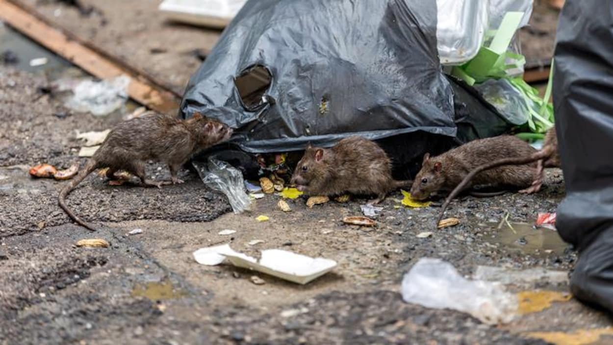 Des rats avec un sac de déchets.