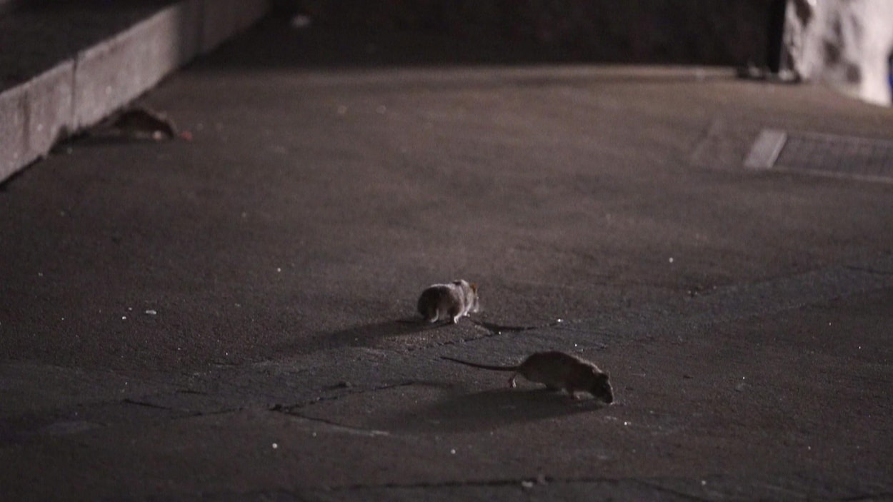 Des sans-abris contraints de dormir avec les rats à Québec