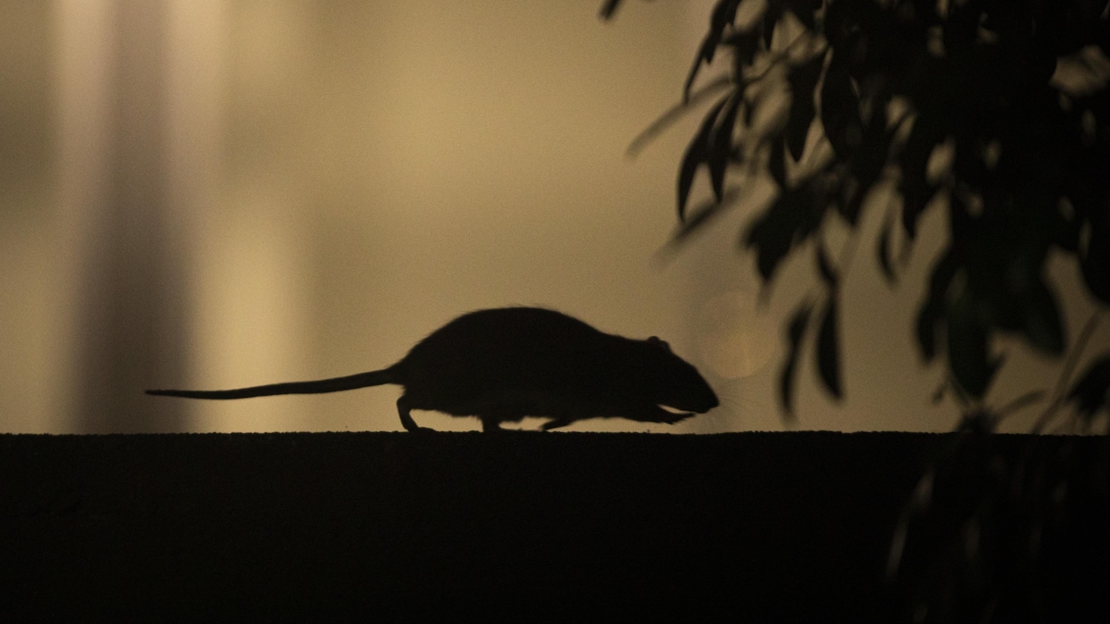 Les plaintes pour présence de rats explosent à Montréal