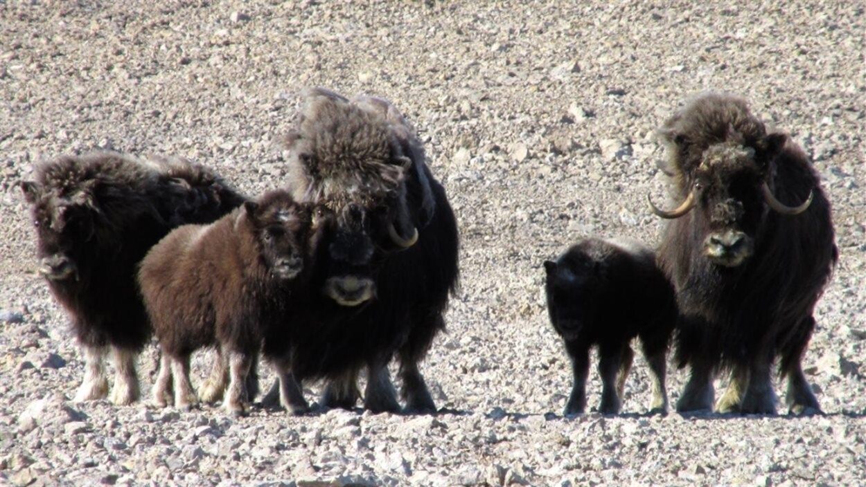 Une famille de boeufs musqués sur l'île Cornwallis, Nunavut.
