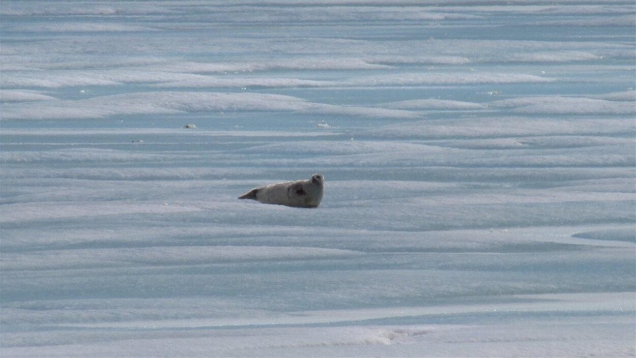Un phoque sur la banquise, près de Resolute Bay, Nunavut (2015)