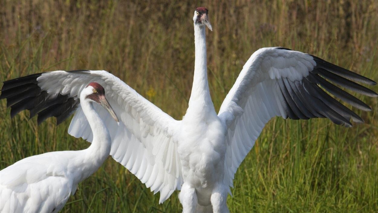 Grues blanches