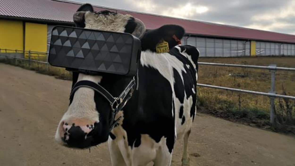 Une vache munie d'un casque de réalité virtuelle.