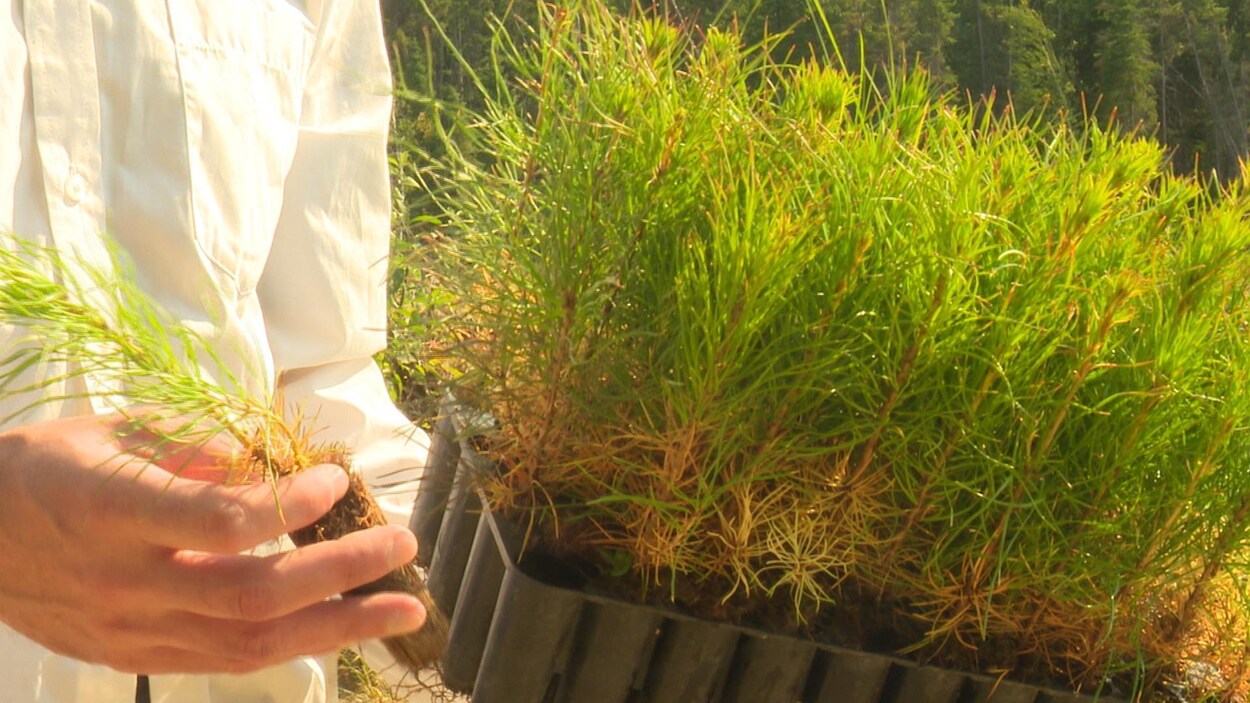20 millions d'arbres ont été plantés sur le territoire de l'Abitibi-Témiscamingue cette année.