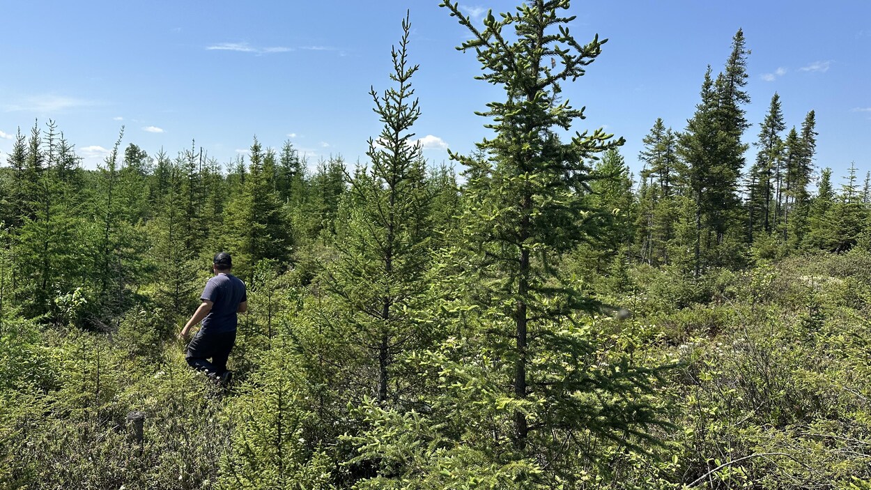 Les sylviculteurs se sentent abandonnés par Québec