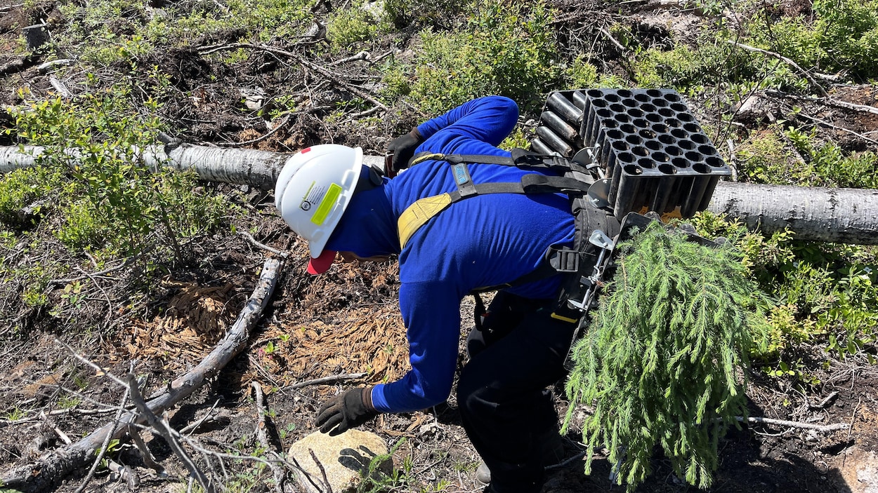 Rexforêt assure n’être responsable d’aucun retard dans la saison de reboisement