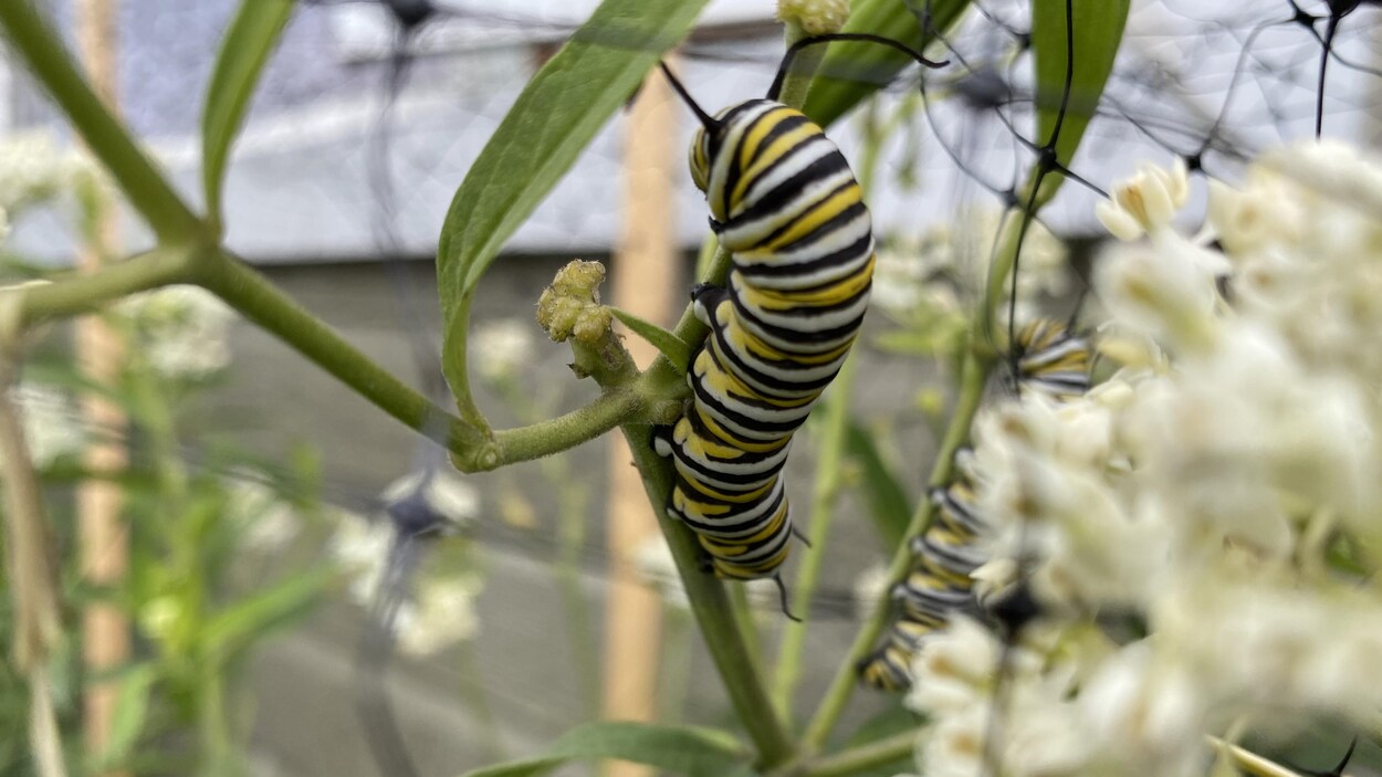 Une chenille rayée monte sur un plant.