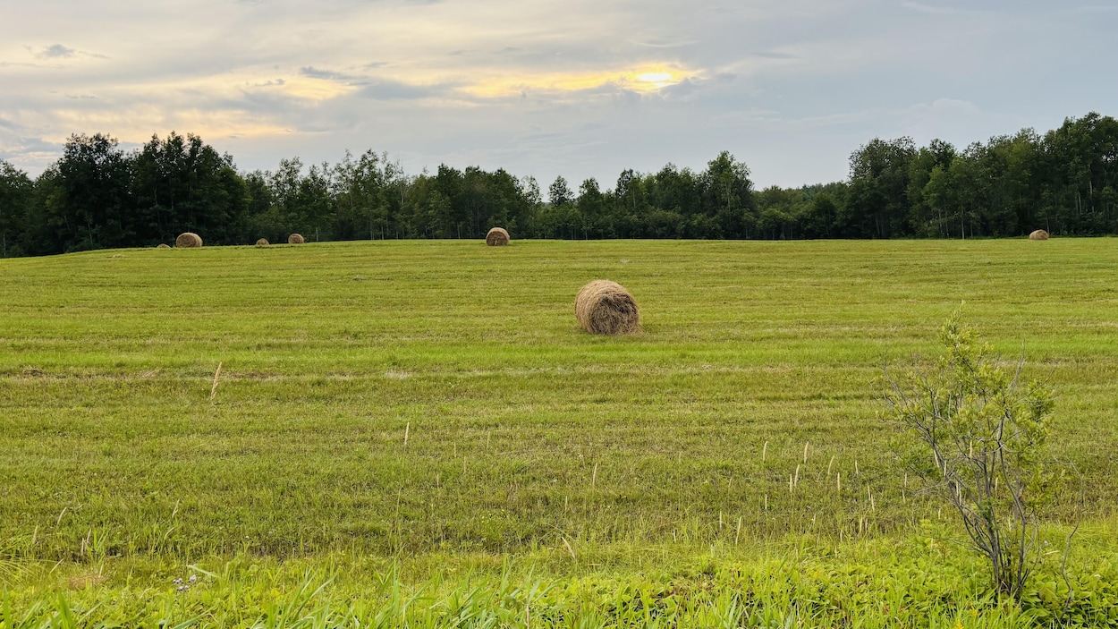 Ces balles de foin (importantes) que vous croisez sur la route