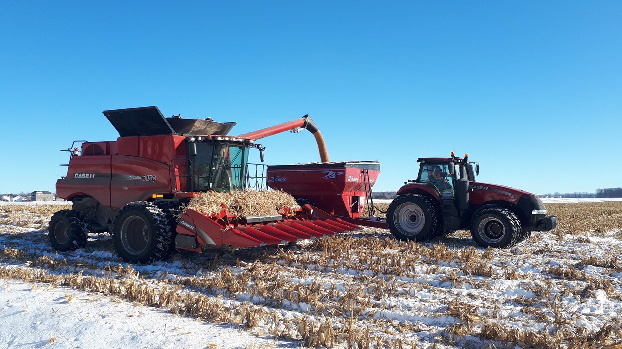Une machine arrache les plants de maïs du champ et sépare les grains.