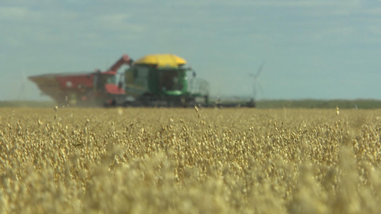 Les sauterelles font des ravages dans les champs du Manitoba