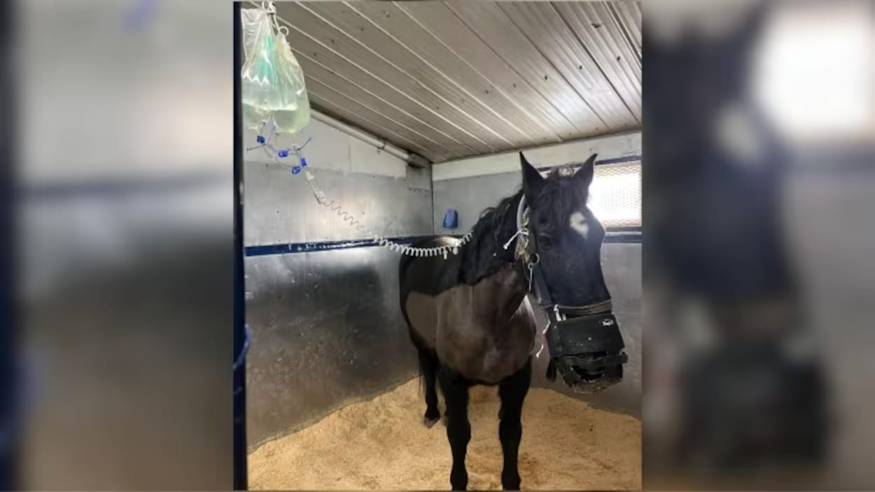 La thérapie par les chevaux utilisée pour soigner les vétérans
