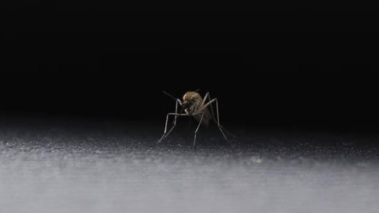 Une prolifération tardive de moustiques surprend Regina en plein automne