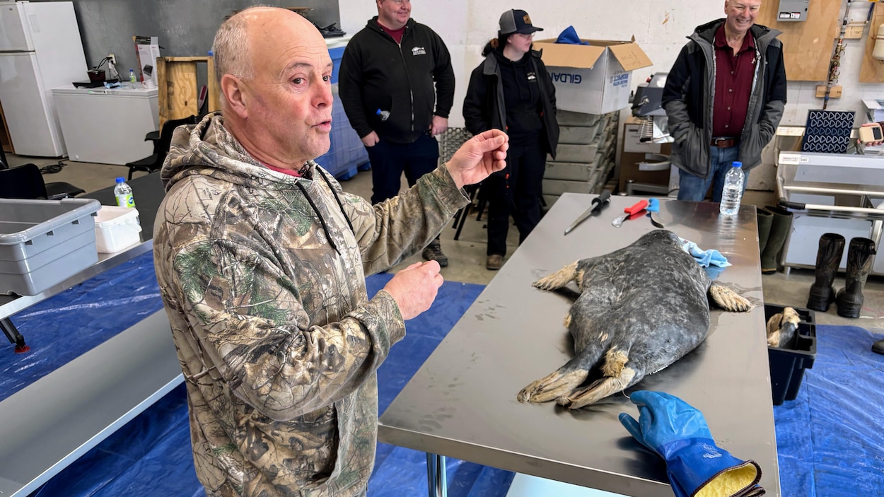 Engouement des pêcheurs de homard du N.-B. pour la chasse au phoque