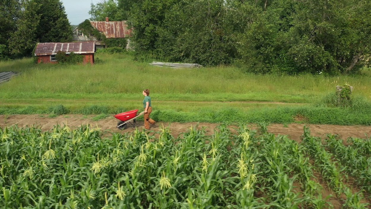 Relève agricole, un chemin semé d’embûches – Alicia