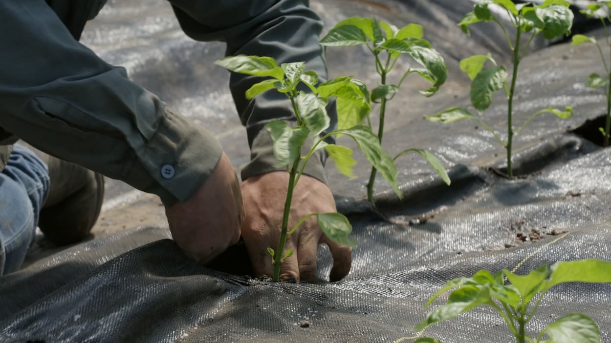 Chemin Embuches Relève agricole, un chemin semé d’embûches – Samuel et Maxime | Radio ...