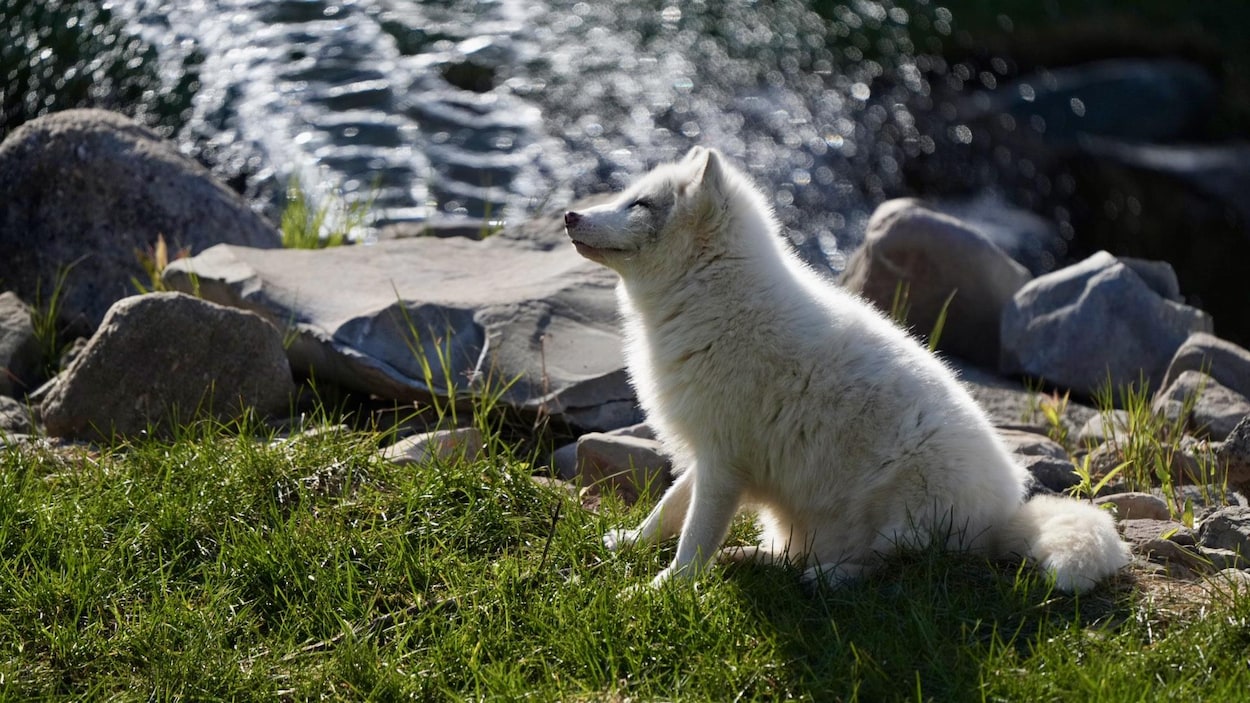 Une cure de jouvence pour le Bioparc de la Gaspésie
