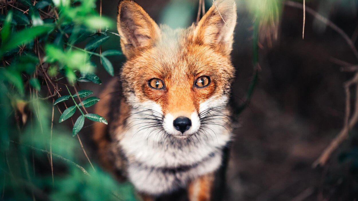 Un renard. Un renard.