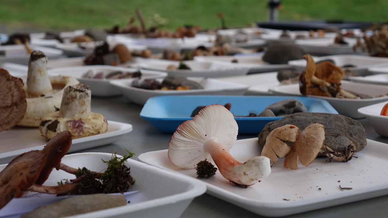 Plus d’une centaine de passionnés de champignons à New Richmond