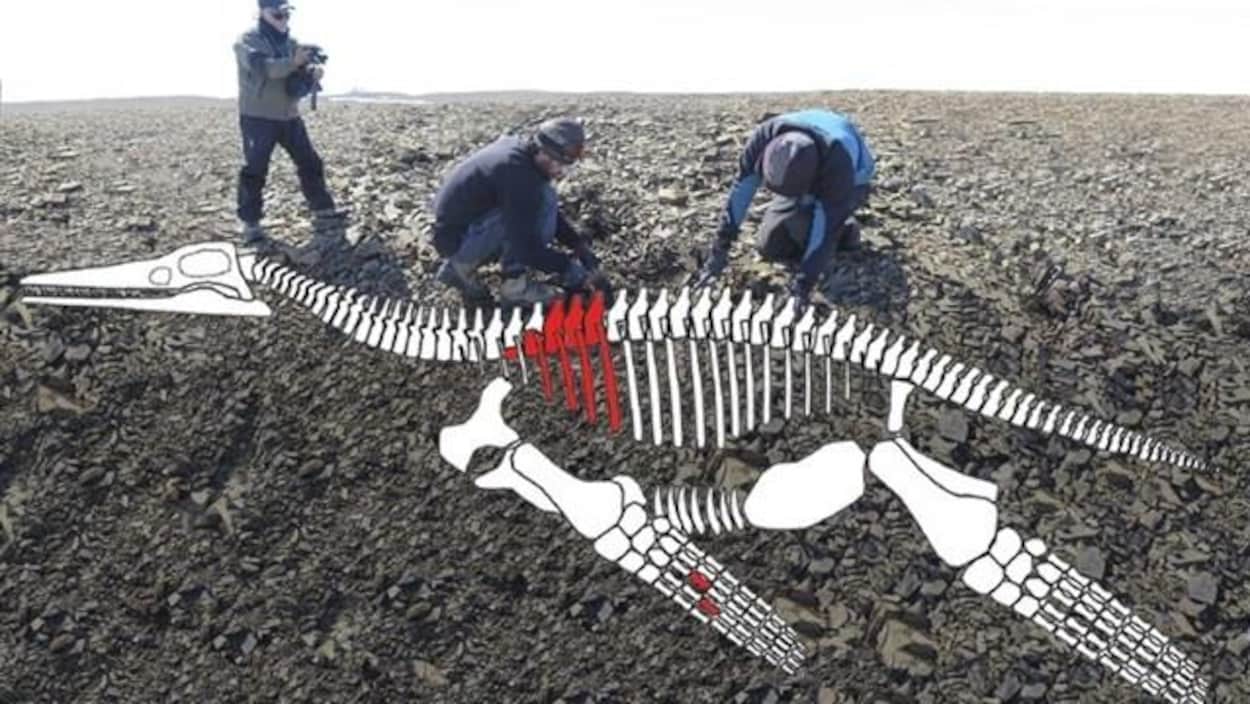 Représentation artistique des restes fossilisés découverts en Antarctique.