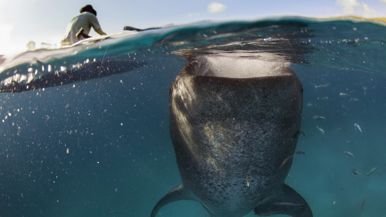 Un requin-baleine dans l'eau, s'approchant de la surface pour se nourrir. Au-dessus de l'eau, on voit un homme de dos assis dans un bateau.