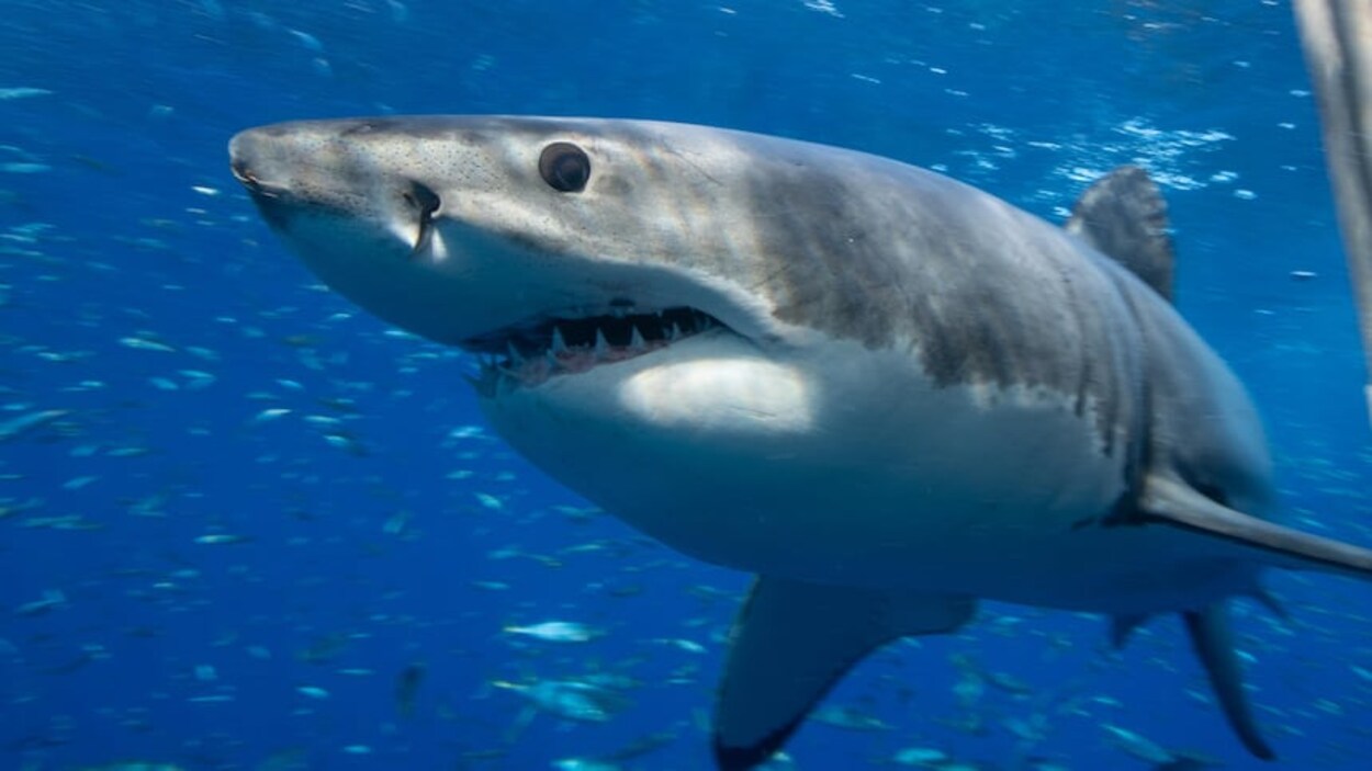 Un grand requin blanc signalé au sud-ouest de l’île de Vancouver