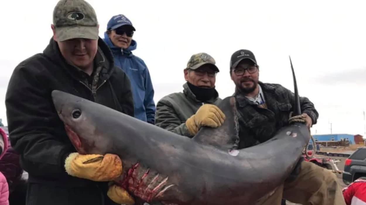 Trois pêcheurs portant des casquettes et des gants tiennent dans leurs bras le requin pêché au large du Nunavut.