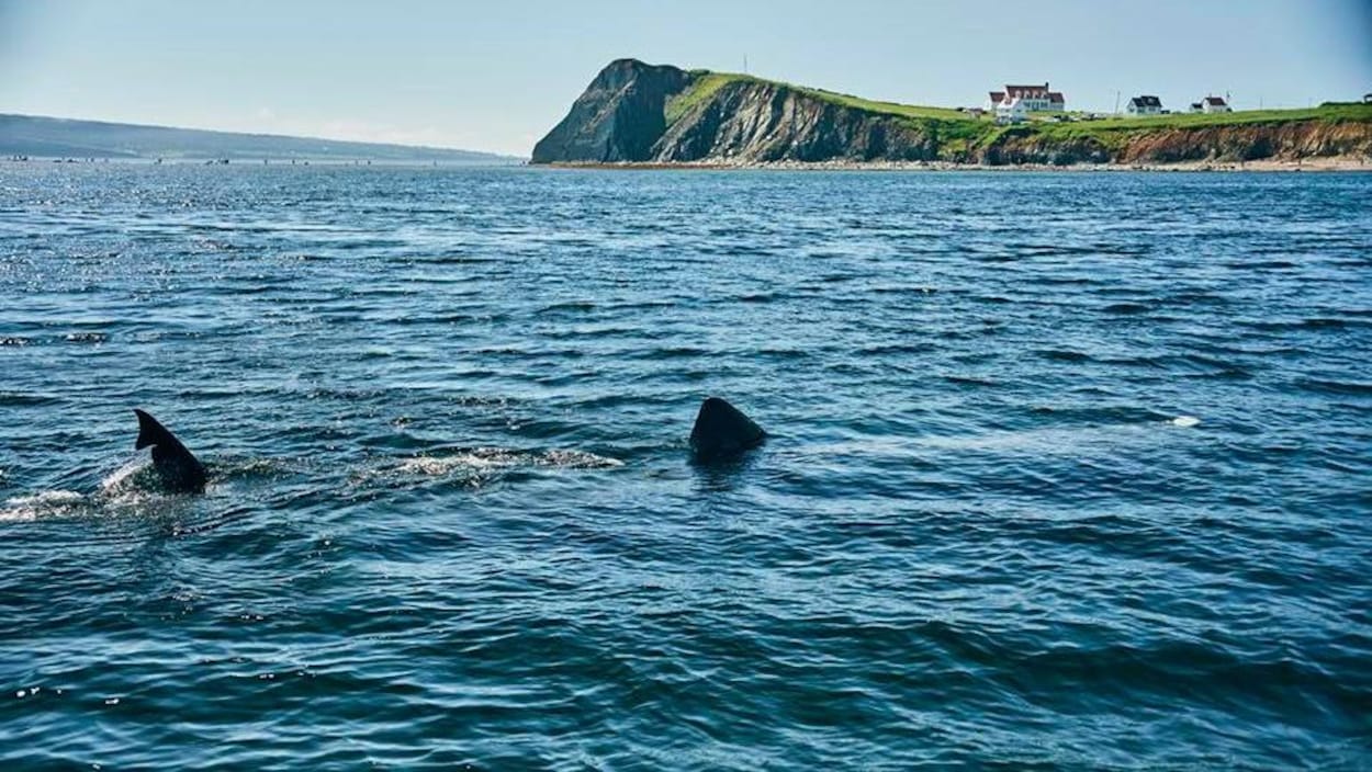 Les requins-pèlerins ont été aperçus près de l'île Bonaventure. Les requins-pèlerins ont été aperçus près de l'île Bonaventure.