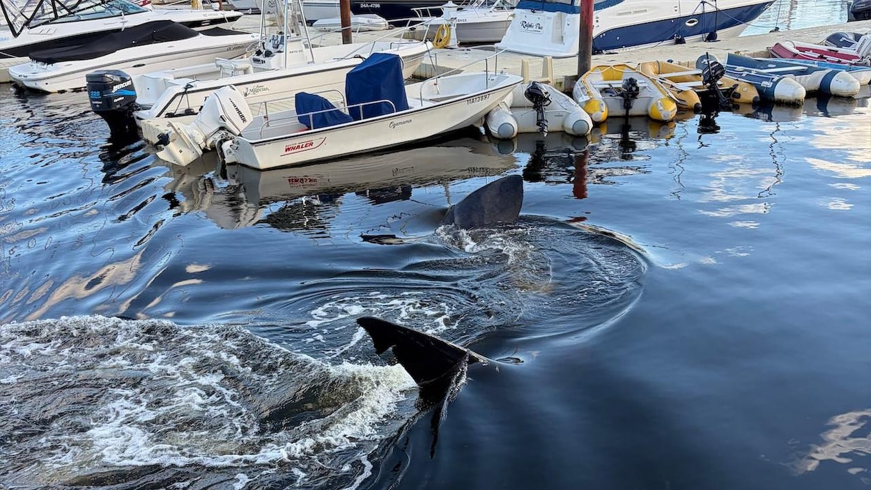 Un requin de grande taille mais inoffensif aperçu dans le port d’Halifax