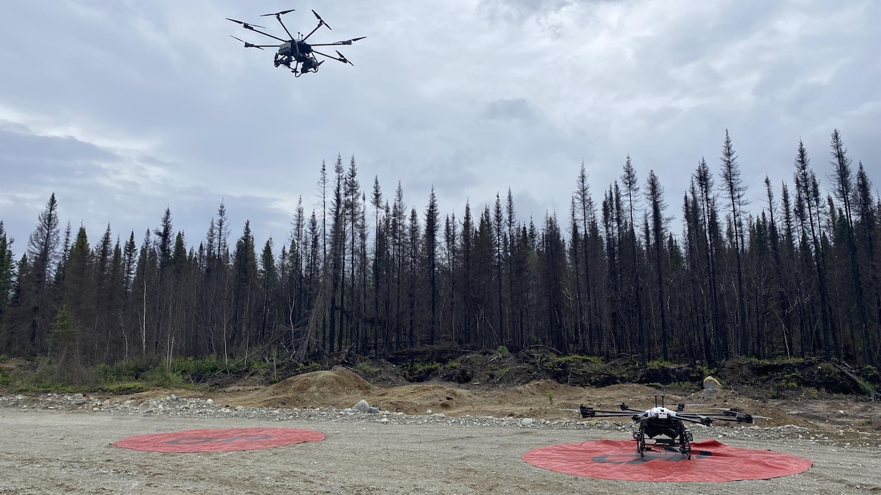 Les recherches se poursuivent sur l’utilisation des drones pour reboiser les forêts