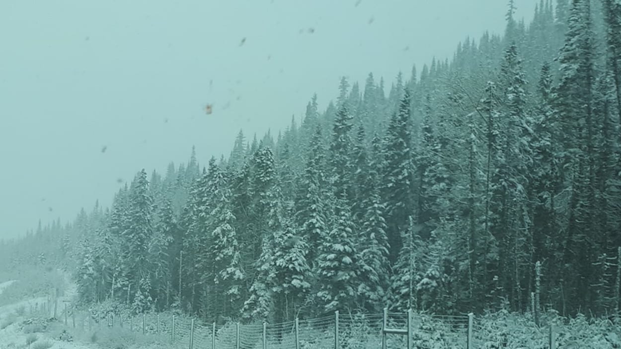 De la neige recouvre des conifères.