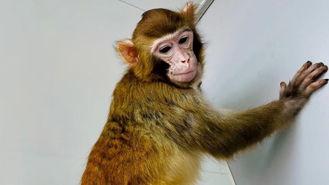 Wikipédia refuse de retirer cette photo de singe car c'est un