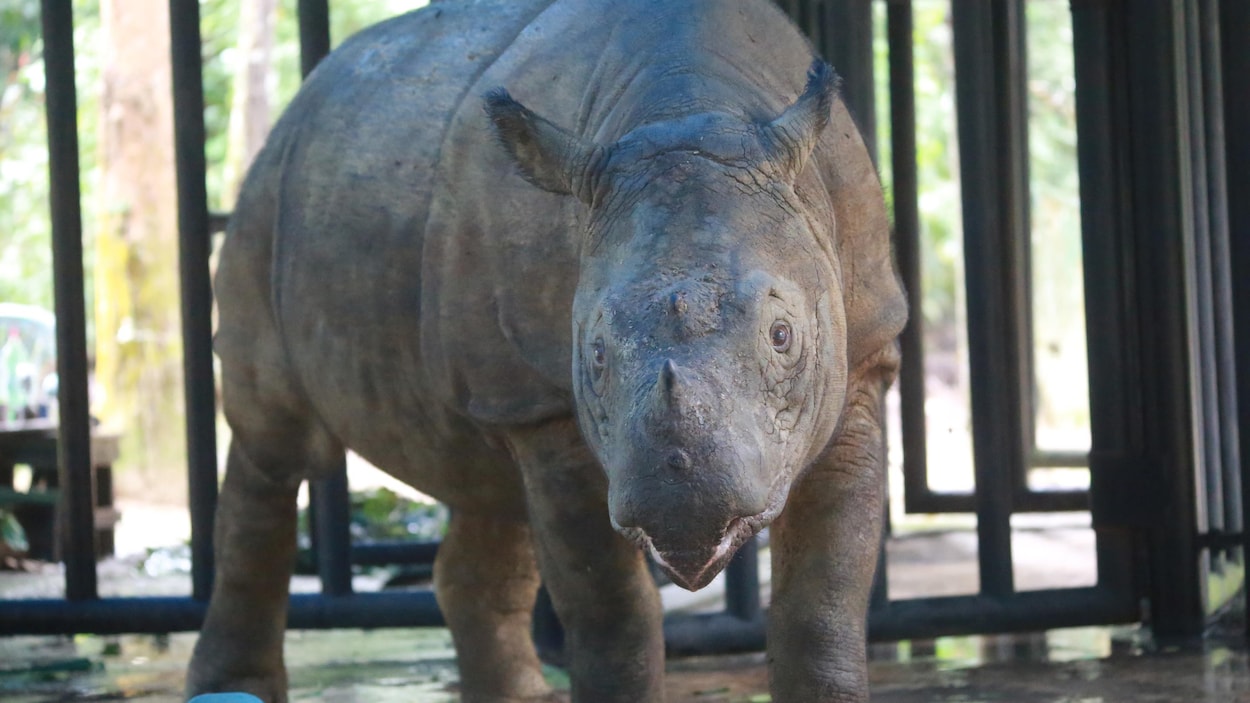 Plan rapproché d'un rhinocéros de Sumatra dans un enclos.