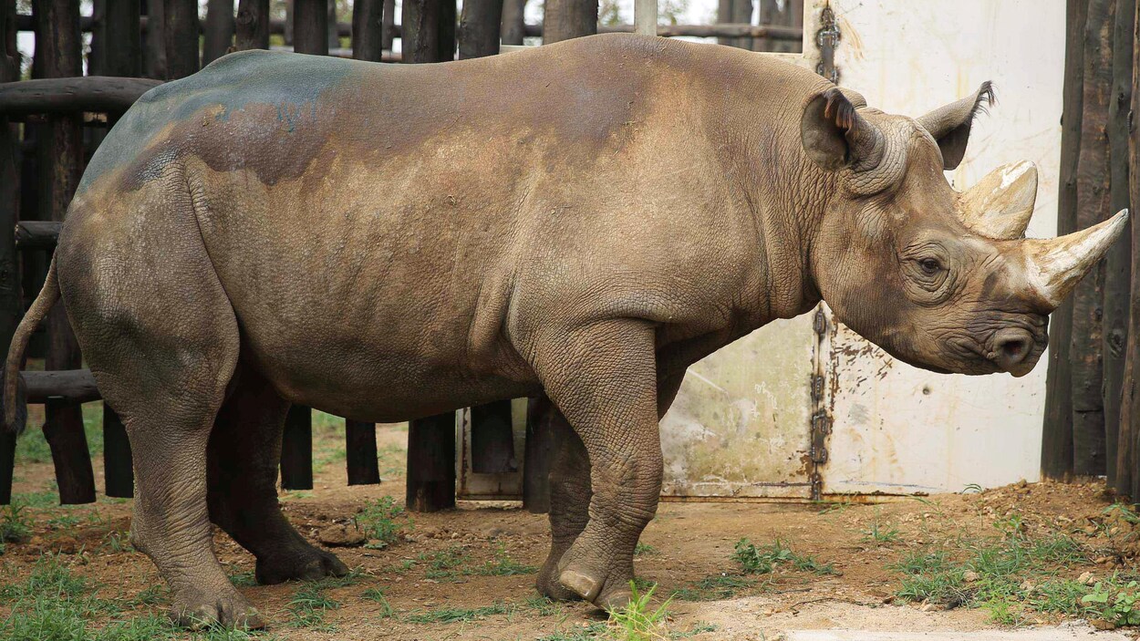 rhinoceros d