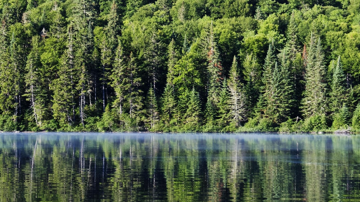 Une rivière ensoleillée, en bordure de la forêt.