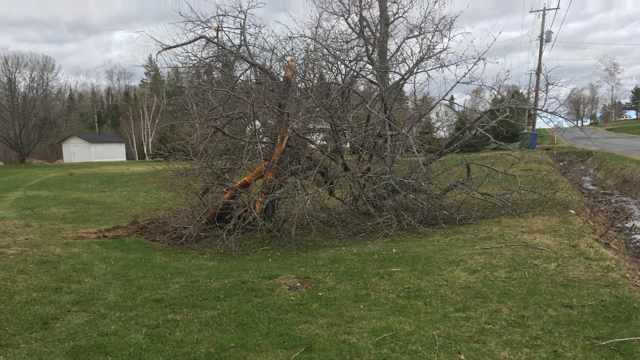 Un arbre sur un terrain dégagé près de la route.