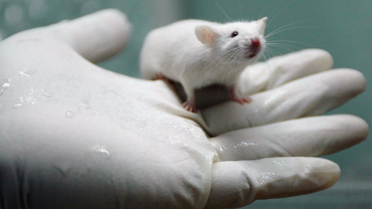 Un chercheur tient un rongeur blanc dans un laboratoire.