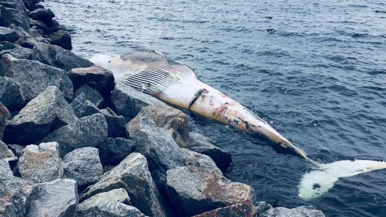 La carcasse de la baleine sur la berge.