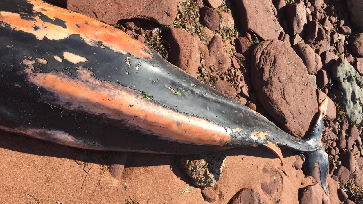 jeune rorqual mort échoué sur la plage