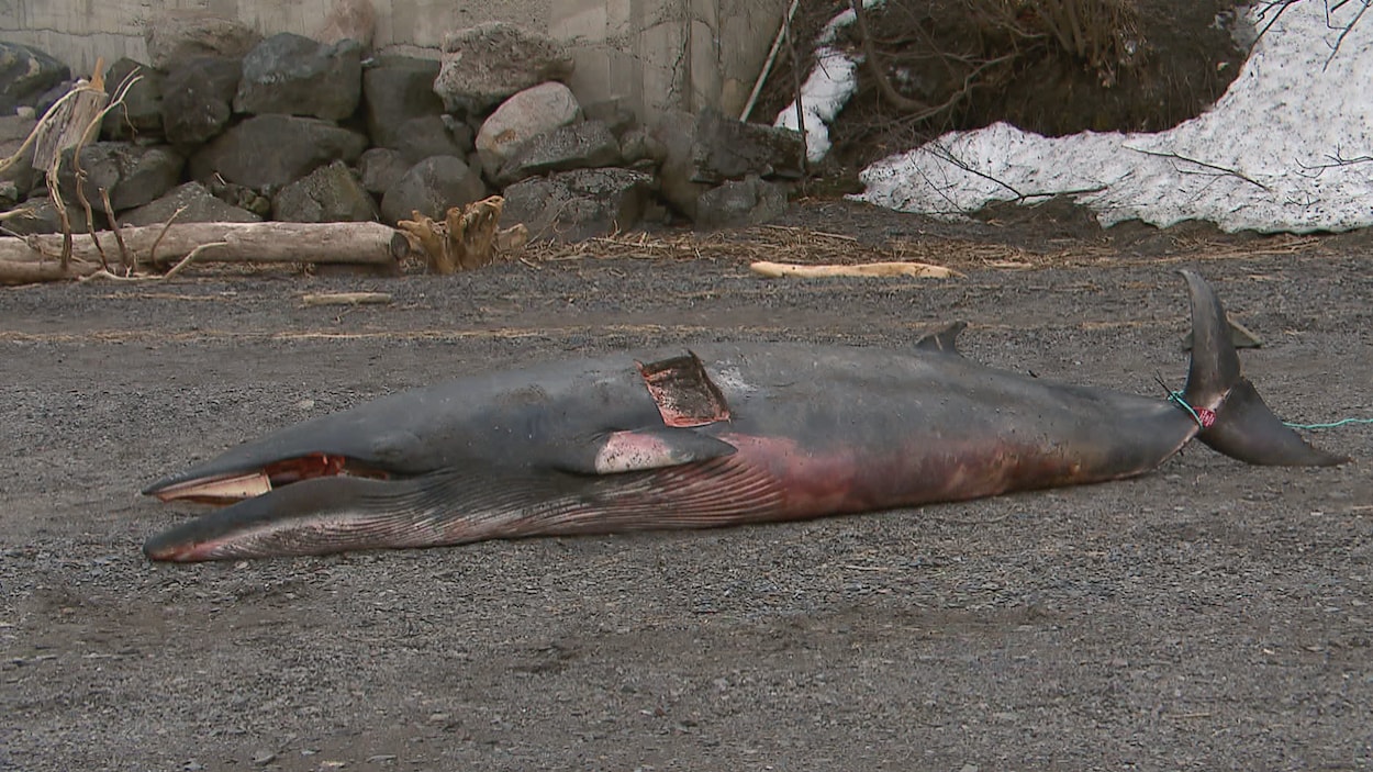 L'an dernier, un petit rorqual s'était échoué à Saint-Nicolas, près de Québec. L'an dernier, un petit rorqual s'était échoué à Saint-Nicolas, près de Québec.