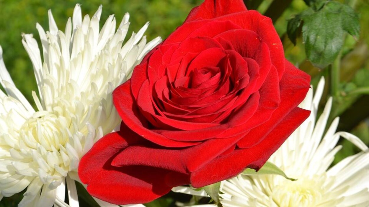 Une rose rouge. Une rose rouge.