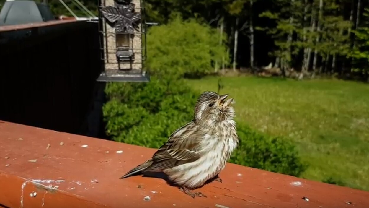 Retour Possible Dune Maladie Qui Sattaque Aux Oiseaux