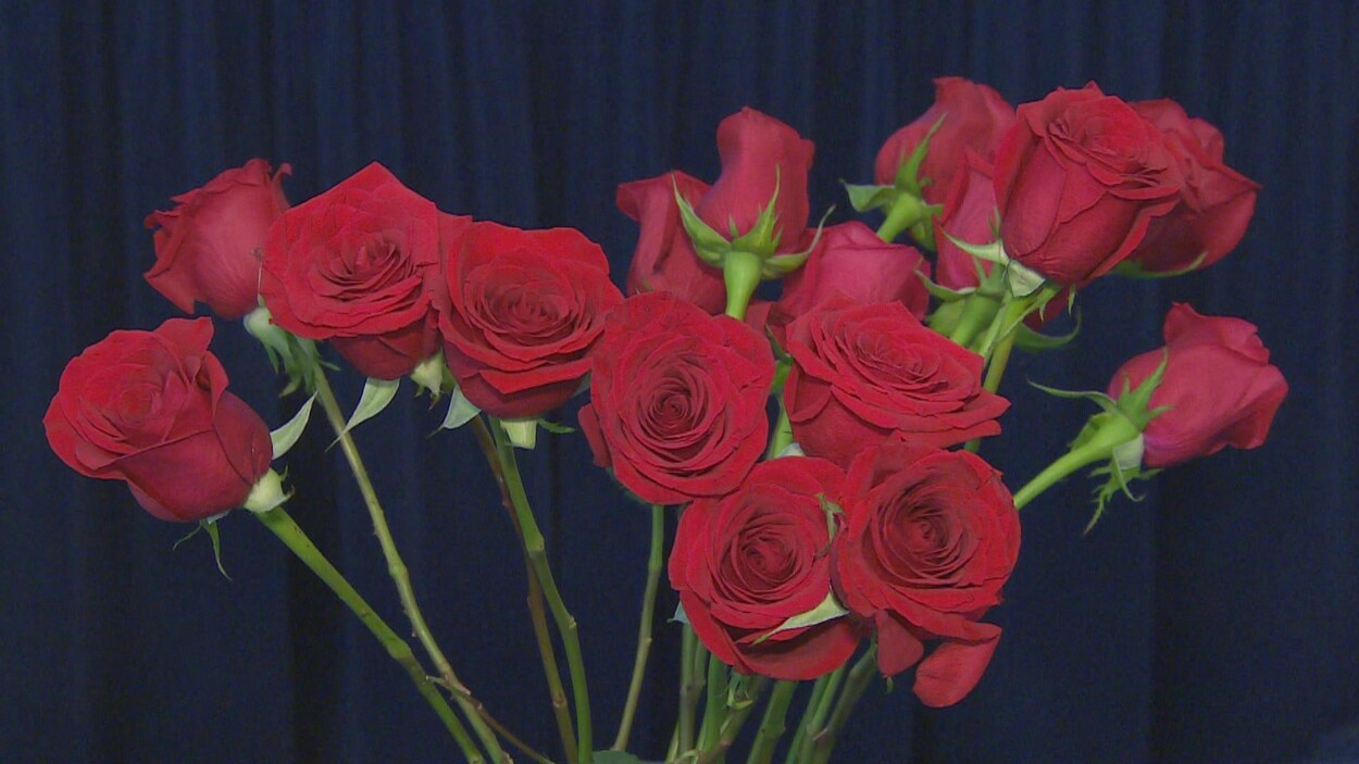 Un bouquet de roses rouges, dans un vase. En arrière, un rideau bleu.
