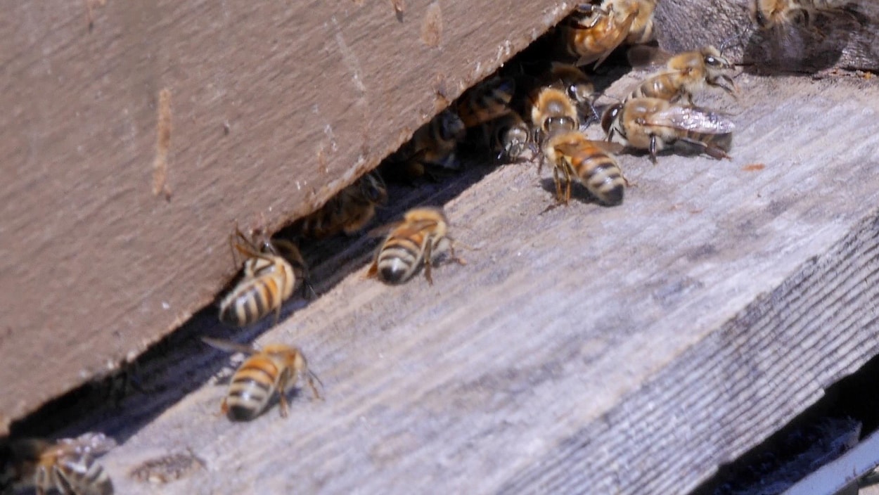 Abeilles qui entrent dans le rucher
