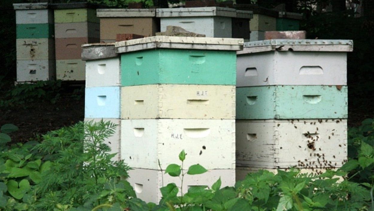Une ruche peut contenir des milliers d'abeilles et peser plus de 100 kg.